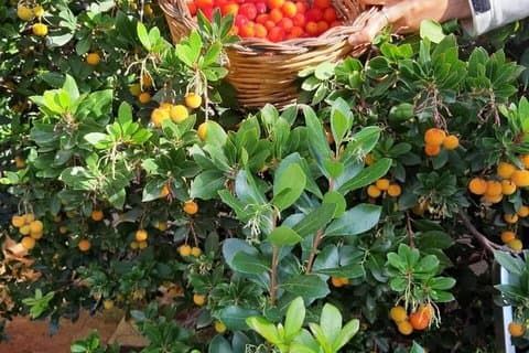 Bauernhof zu Tisch Erleben Sie Kochen und Probieren in Salento