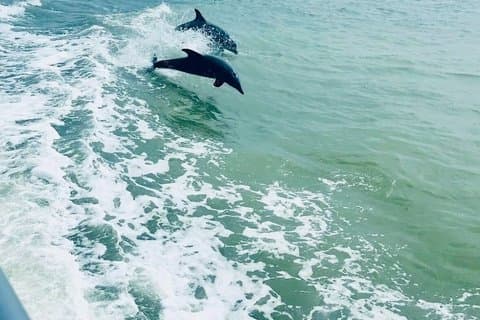 5 PM Golden Hour Dolphin Watch