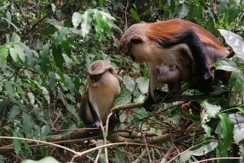 2 giorni Volta Monkey Sanctuary & Kente esperienza di tessitura