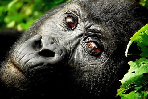 Uganda Wildlife and Gorilla Safari