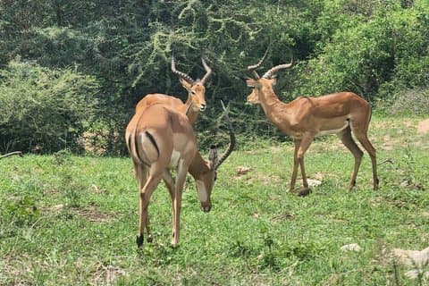 タンザニア国立公園への4日間ツアー