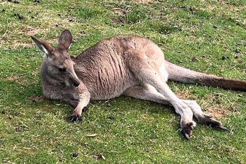 Hoteller i nærheten av Mt Wellington Bonorong Wildlife Sanctuary and Wine Tasting Tour