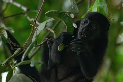 8 Hour Experience in Corcovado National Park