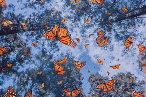 Hoteller i nærheden af Monarch Butterfly Sanctuary and Valle de Bravo