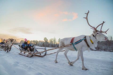 Viaje de renos de Apukka