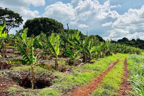 Experiência de fazenda de feijão para copo Nairobi Private Coffee Tour