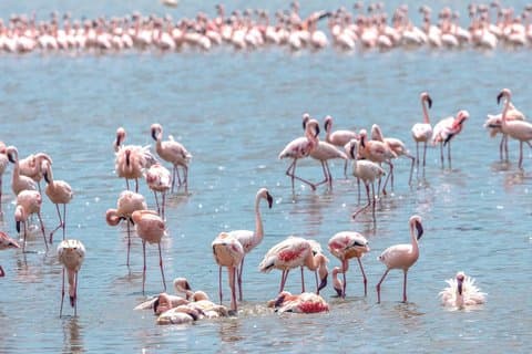 5 - Tag Arusha NP Tarangire Serengeti Ngorongoro
