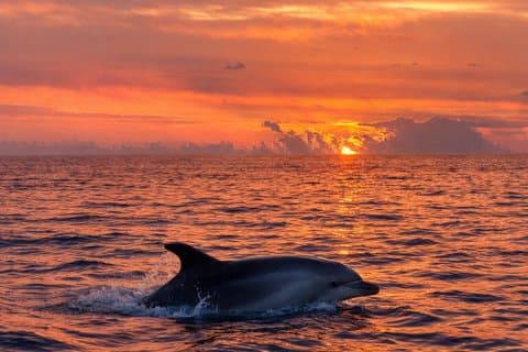 Escursione in barca per l'avvistamento dei delfini e l'alba lungo la costa.
