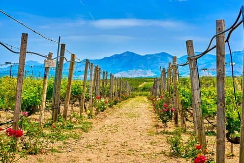 Private Shore Tour: Cretan Wine & Olive Tasting Experience