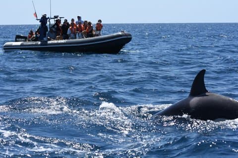 Dolphin Watching and Scenic Tour of Ponta da Piedade from Lagoa
