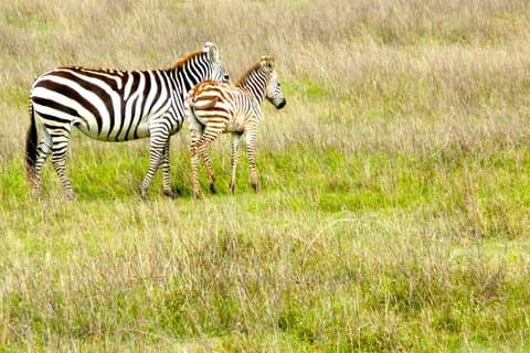 Fuld dag Arusha National Park med vandret safari