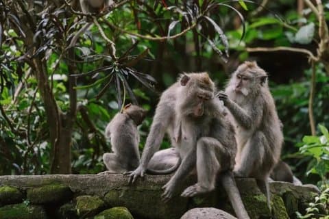 Ubud Monkey Forest Temple Wasserfall und Reisterrasse Tour