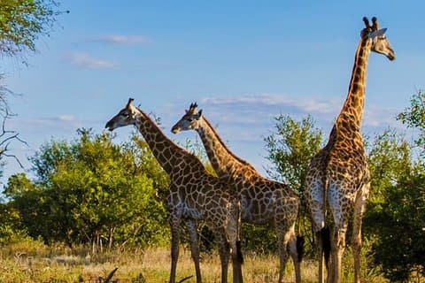 Halve dag Tala Game Reserve en Phezulu Safari Tour vanuit Durban