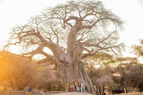 Tagesausflug zum Tarangire Nationalpark, dem Zuhause der Big 4