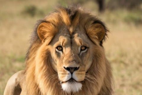 Hluhluwe, Isimangaliso & Drakensberg 5 Day Pvt Safari from Durban