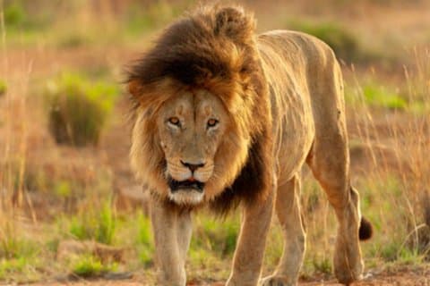 Safari de 4 días por la ruta del jardín de Port Elizabeth a Ciudad del Cabo