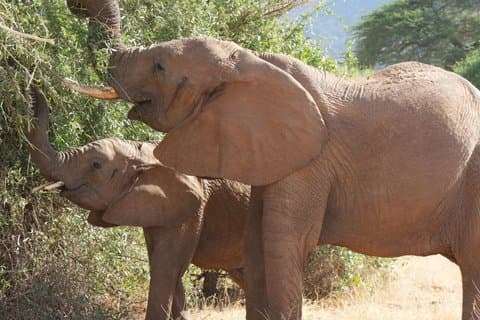 12 Day Tour Johannesburg to Cape Town via Kruger and Drakensberg