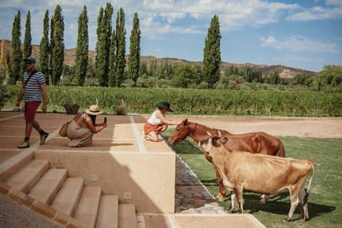 Økologiske og biodynamiske vine