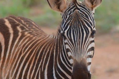 2 - Dagsafari-eventyr til Tsavo East nasjonalpark og Taita Hills