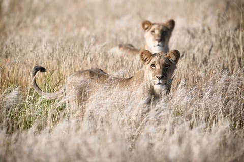 Lion King Safari 3 Days