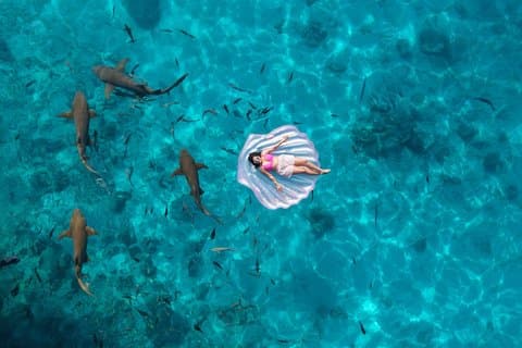 Hello Shark Maldives