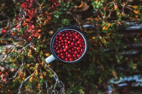 Lapland Nature Experience : bessen plukken, vissen en fotograferen