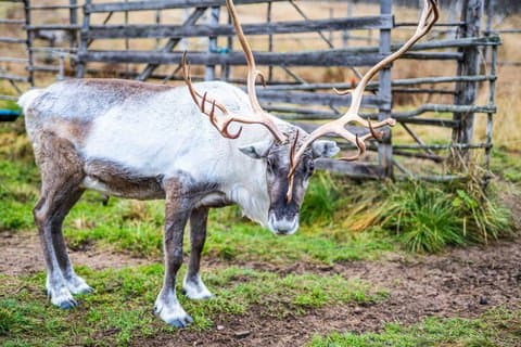 Herfst lokaal rendier boerderij bezoek met professionele fotograaf