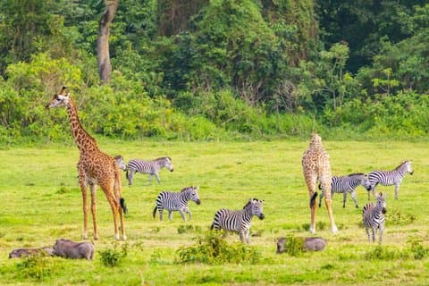 Arusha National Park Full-Day Safari