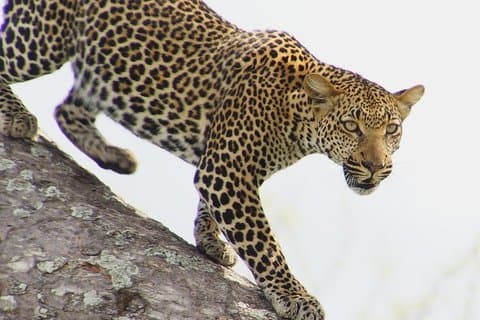 From Dar Es Salaam-Mikumi Wildlife Safari Day Trip with SGR Train