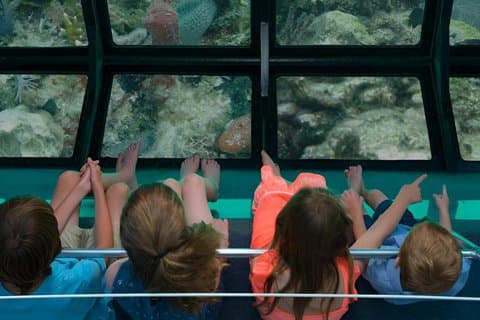 Key West Glass-Bottom Boat Tour with Sunset Option