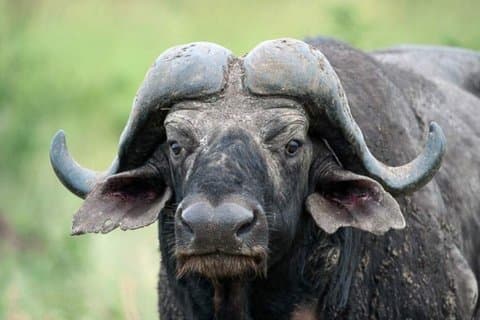 3-Day Kruger Big Five Safari from Johannesburg