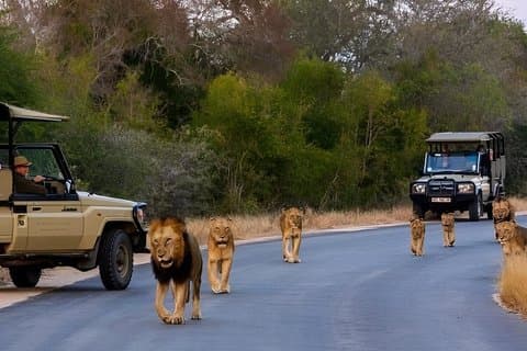 4 - Dag Budsjett Kruger Big Five Safari fra Johannesburg