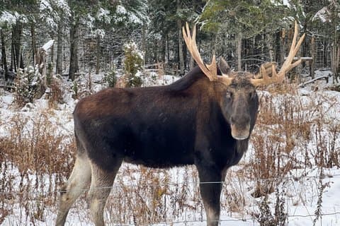 Viagem privada ao Parc Oméga e ao Château Montebello de Montreal