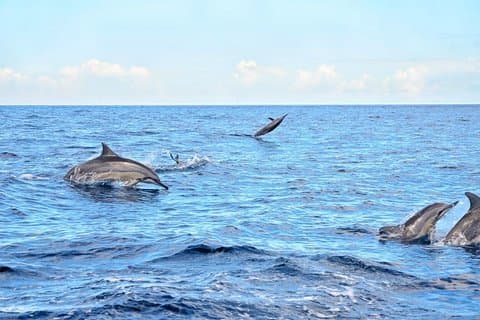 Ultimate Day of Adventure: Wild Dolphins, Macondé Viewpoint, Adventure Park