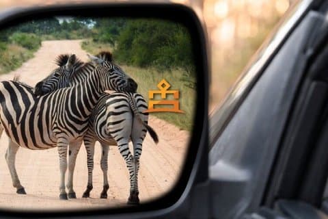Full Day Pilanesberg Safari from Sun City