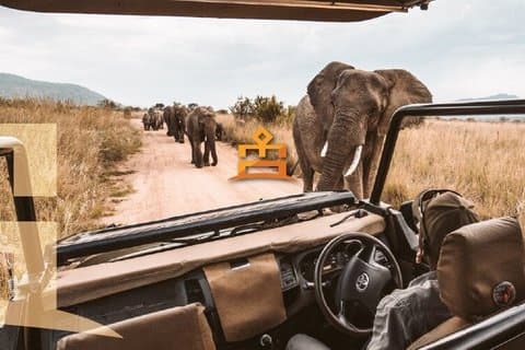 3-Hour Safari Tour in Pilanesberg National Park