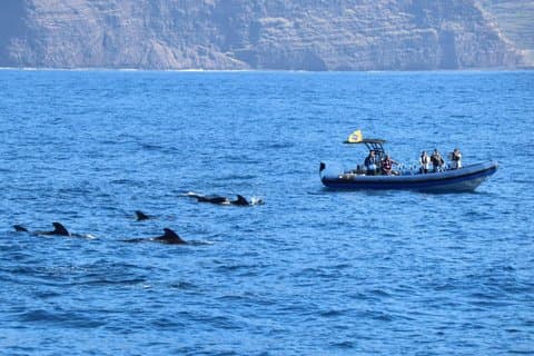 Coastal excursion with search for cetaceans island of La Palma