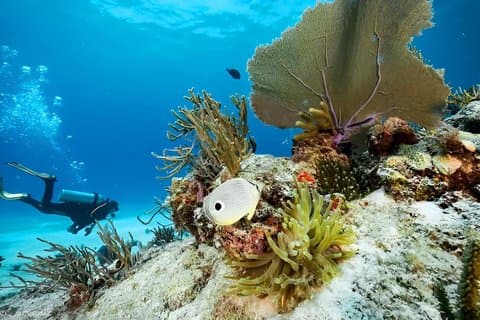 Roatan Reef Snorkeling Sloth & Monkey Adventure with Beach Break