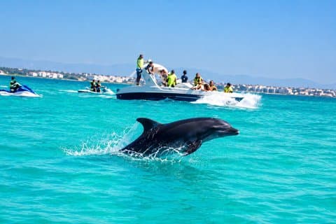 1h30 Sea Trip with Swimming and Dolphin Watching