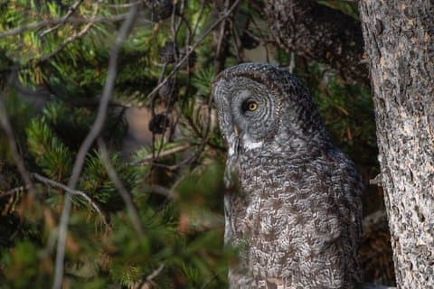 Full Day Guided Wildlife Photography Tour In Yellowstone