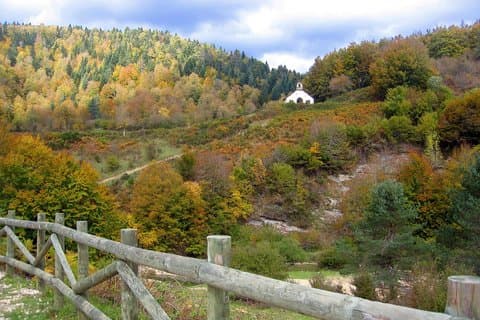 Excursion dans la forêt d'Irati : découvrez la forêt de Navarre